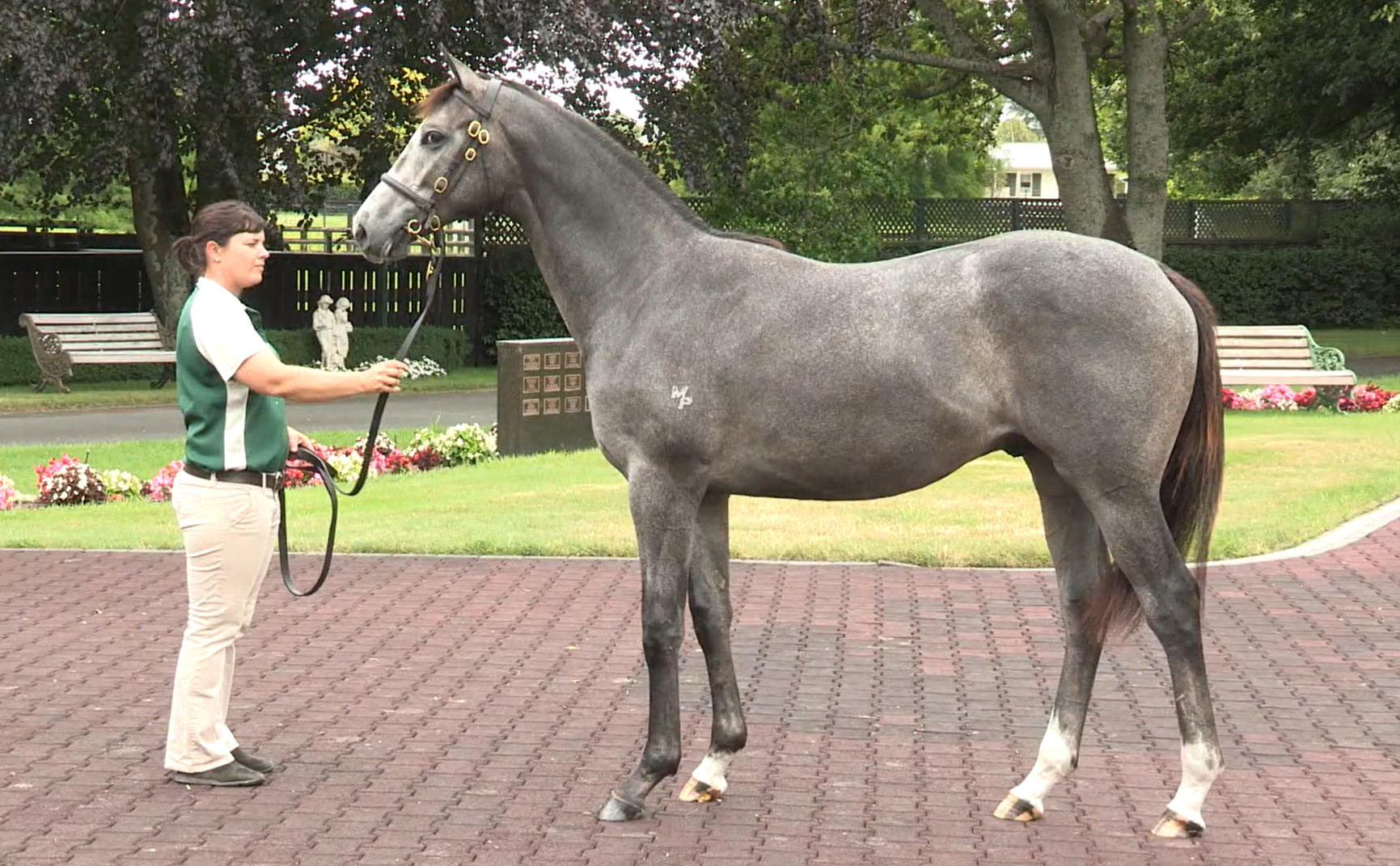 Trackman as yearling 